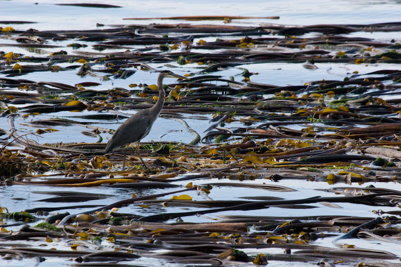 Great Blue Heron On Kelp